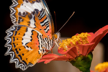 Leopard Lacewing (Cethosia-cyane) Orange white and black beautiful patterns butterfly sitting on a pink flower with yellow eyes. Butterfly's proboscis