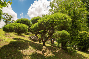 exotic trees in a japanese park in Buenos Aires