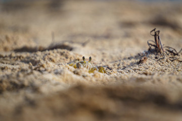 Litle crab in the sand