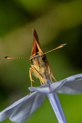 Yellow/orange looking small skipper butterfly sitting on a blue flower with beautiful green...