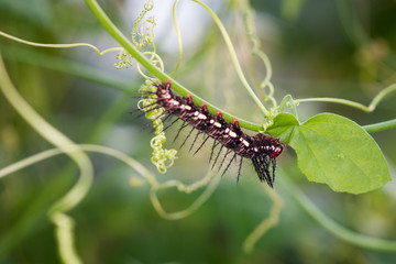 Beautiful tropical butterfly: Caterpillar