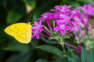 Beautiful tropical butterfly: Zitronenfalter