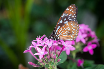 Beautiful tropical butterfly: Monarch, Danaus plexippus