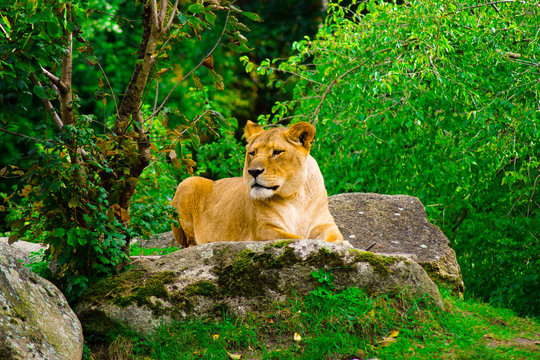 L&ouml;we in Augsburger Zoo