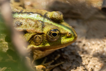 Close-up of a frog sitting in the water