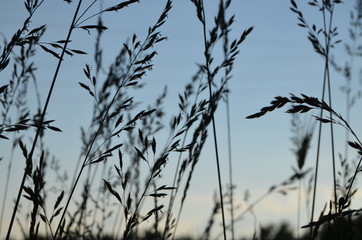 Obraz premium grass at sunset