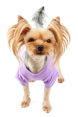 Cute dog in pink pet suit