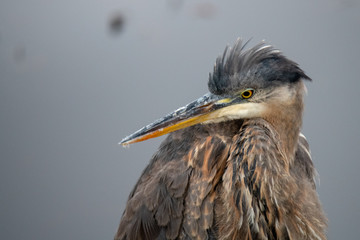 Heron Posing