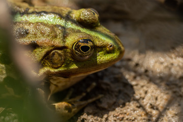 Close-up of a frog sitting in the water