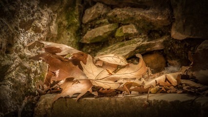 A small pile of autumn leaves catching a sunbeam at old stairs in the village of Milopotamos, on the beautiful island Kythera, Greece