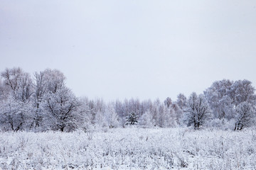 Beautiful forest after a snowfall.