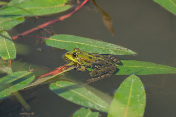 Close-up of a frog sitting in the water