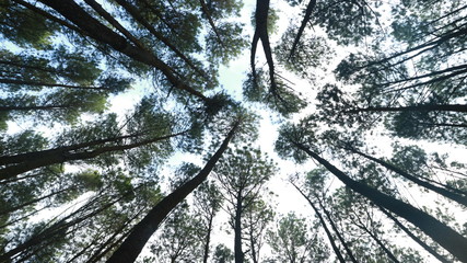 The beauty of pine forests is the most beautiful tourist spot in a certain area