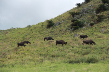 石垣島の牛たち