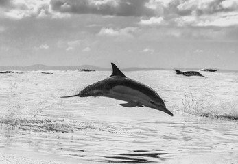 Fototapeta premium Delfiny wyskakują z wody z dużą prędkością. Afryka Południowa. False Bay. Doskonała ilustracja.