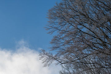 verschneiter Baum vor blauem Himmel