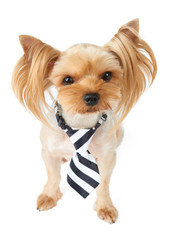 Cute dog wearing tie