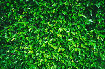 Green Leaves background.