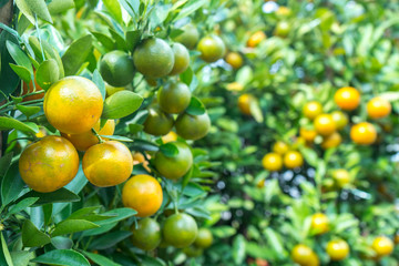 Fresh lemons on tree in garden