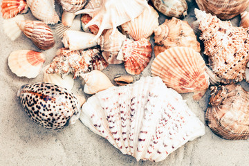 Seashells on the sand, summer beach background with copy space for text.
