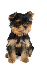 Puppy sitting on white