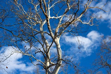 A view of the blue sky and white clouds under the tree.