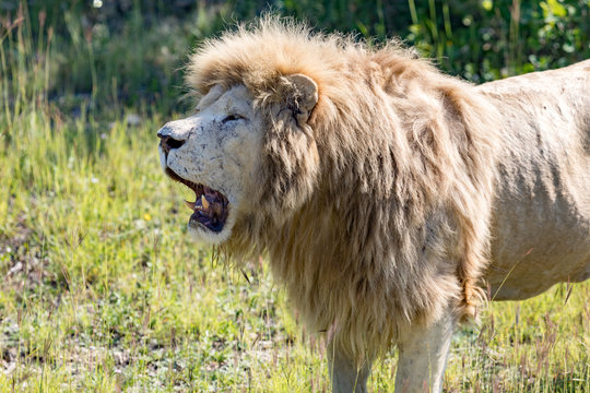 White lion in safari park Taigan, Crimea