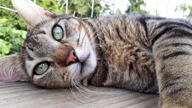 Gato tigrado olhos verdes