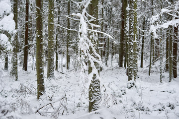 A beautiful winter season scene in Christmas time.