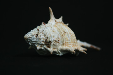 SEA MEMORIES