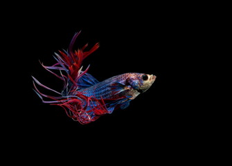 Fototapeta premium Siamese fighting fish, Crowntail blue fish, black background.