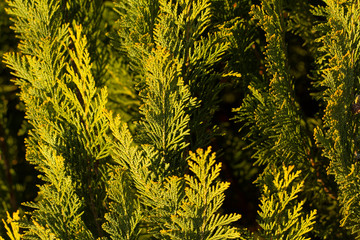 Detail Of Thuja. An ornamental conifer detail of their leaves.