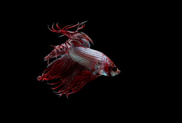 Obraz na płótnie Canvas Siamese fighting fish ,Crowntail, red fish on a black background