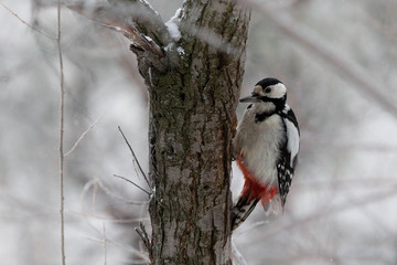 woodpecker