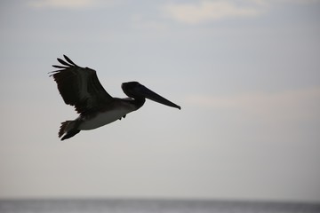 Pelican