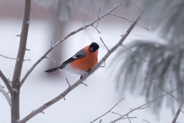 bullfinch