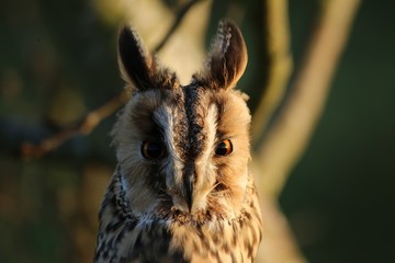 Owl grumpy