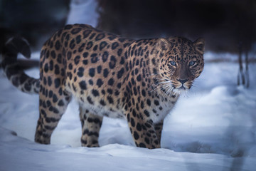 leopard