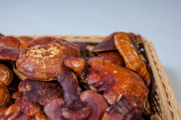 lingzhi mushroom farm