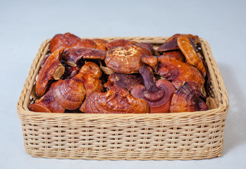 lingzhi mushroom farm