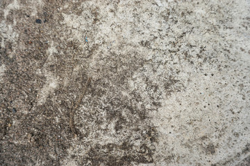 Top view of old cement floor with black dry dead moss.