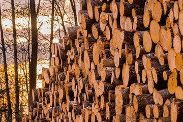 Log Piles