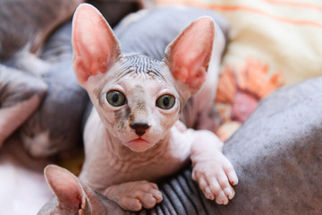 portrait of a bald cat canadian sphinx indoors. pet with smooth skin. unusual animal
