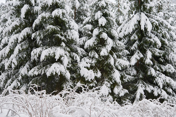 A beautiful winter season scene in Christmas time.