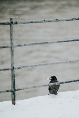 Corbeau et boule de neige © lorabarra
