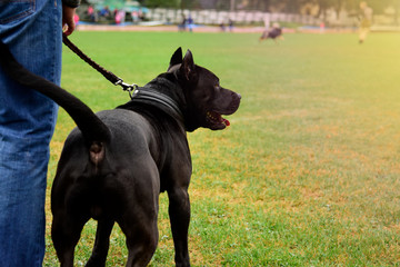 Portrait of a black dog with leash