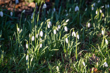 Snowdrops growing under a tree in Sussex, on a sunny January day