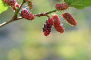 selective focus black ripe and red unripe mulberries on the branch of tree