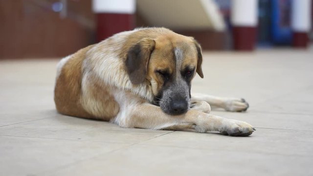close-up of a sad dog lying on a pedestrian walkway in the city center against a blurred image of walking people