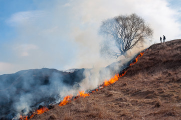 Naklejka premium Burning dry grass in spring in the fields of Russia.